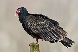Cathartes: Turkey Vulture