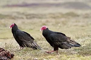Cathartes: Turkey Vulture