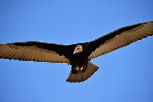 Cathartes: Turkey Vulture