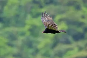 Tandayapa: Turkey Vulture
