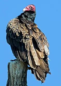 Cathartes: Turkey Vulture