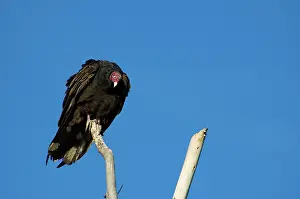 Cathartes: Turkey vulture