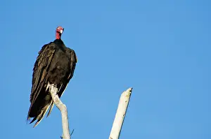 Cathartes: Turkey vulture