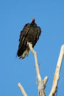 Cathartes: Turkey vulture