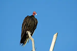 Cathartes: Turkey vulture
