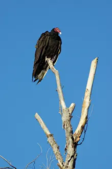 Cathartes: Turkey vulture