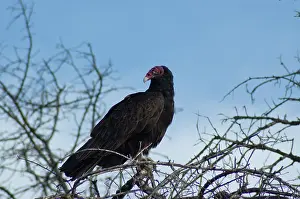 Cathartes: Turkey vulture
