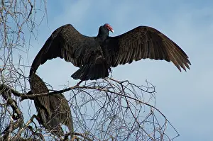 Cathartes: Turkey vulture