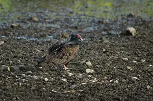 Cathartes: Turkey vulture