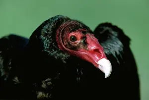 Buzzards: Turkey Vulture