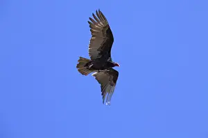 Cathartes: Turkey Vulture