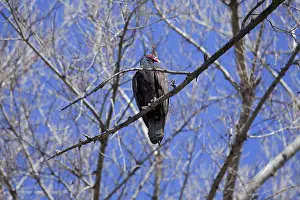 Cathartes: Turkey Vulture