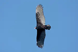 Cathartes: Turkey Vulture - adult in flight