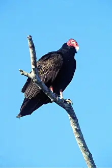 Everglades: TURKEY VULTURE - adult, perched on branch
