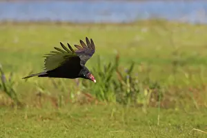 Cathartes: Turkey Vulture approaching kill