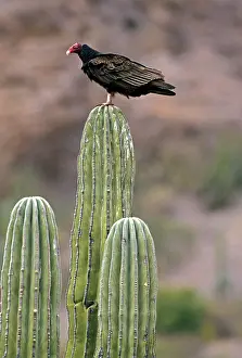 Cathartes: Turkey Vulture - on Cardon Cactus