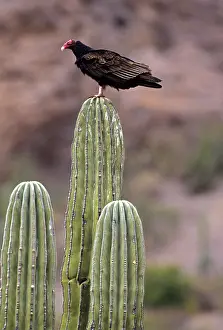 Cathartes: Turkey Vulture on Cardon Cactus (Cathartes aura) - Mexico -R