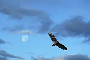 Cathartes: Turkey Vulture (Cathartes aura)