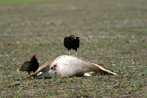 Cathartes: Turkey Vulture (Cathartes aura)