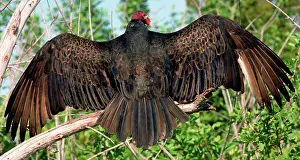 Sunning: Turkey Vulture (Cathartes aura)