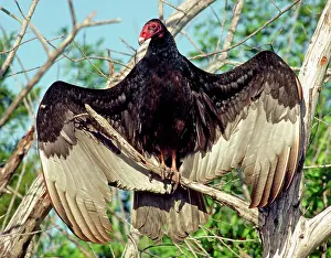 Sunning: Turkey Vulture (Cathartes aura)