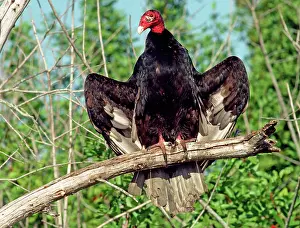 Sunning: Turkey Vulture (Cathartes aura)