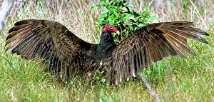 Sunning: Turkey Vulture (Cathartes aura)