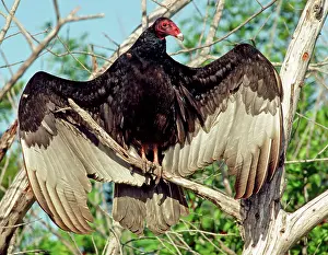 Sunning: Turkey Vulture (Cathartes aura)