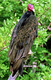 Cathartes: Turkey Vulture (Cathartes aura)
