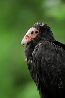 Scavenger: Turkey vulture (Cathartes aura), portrait, Everglades