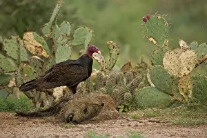 Buzzards: Turkey Vulture (Cathartes aura) - On javelina (Tayassu tajac