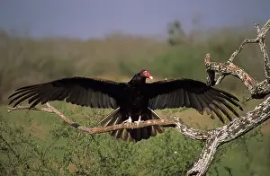 Cathartes: Turkey Vulture (Cathartes aura) - Range is southern United S