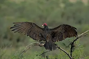 Buzzards: Turkey Vulture (Cathartes aura) - Range is southern United S