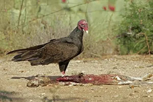 Cathartes: Turkey Vulture - Cathartes aura - Sonoran desert - Arizona