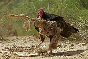 Cathartes: Turkey Vulture - Cathartes aura - Sonoran desert - Arizona