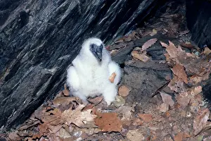 Cathartes: Turkey Vulture - chick at nest cave