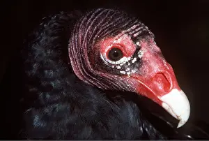 Mary Clay: TURKEY VULTURE - close-up of head