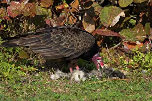 Cathartes: Turkey Vulture with dead raccoon