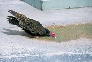 Cathartes: TURKEY VULTURE - drinking from puddle