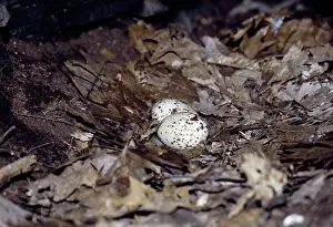Pocono: Turkey Vulture Eggs