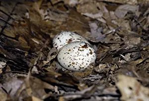 Pocono: Turkey Vulture Eggs