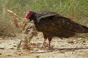 Cathartes: Turkey Vulture - feeding on Jackrabbit carcass