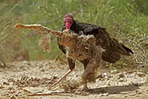 Cathartes: Turkey Vulture - feeding on Jackrabbit carcass