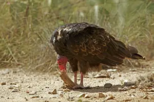Cathartes: Turkey Vulture - feeding on Jackrabbit carcass