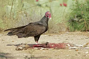 Cathartes: Turkey Vulture - feeding on jackrabbit carcass
