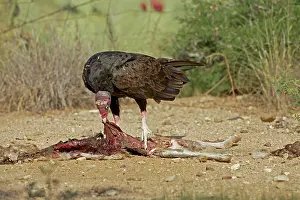 Cathartes: Turkey Vulture - feeding on jackrabbit carcass