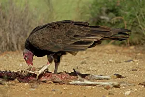 Cathartes: Turkey Vulture - feeding on jackrabbit carcass