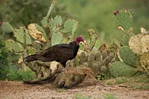 Cathartes: Turkey Vulture - feeding on javelina (Tayassu tajacu)