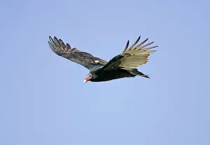 Cathartes: Turkey Vulture - in flight