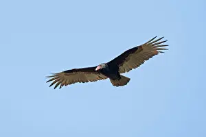 Cathartes: Turkey Vulture - in flight